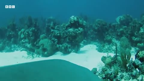 ‎Mesmerising Moments From the Life of a Shark | BBC Earth