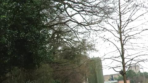 Facts you need to know about GREY SQUIRRELS