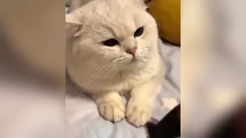 Funny cat video/ Try not to laugh 😂