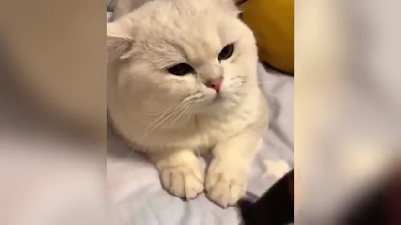 Funny cat video/ Try not to laugh 😂