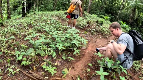 Leaf Cutter Ants in Costa Rica
