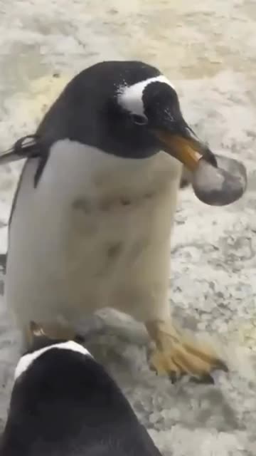 Bringing a gift to impress someone special