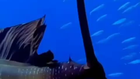 Love All Life Always #21 - Love the sea and it's creatures!