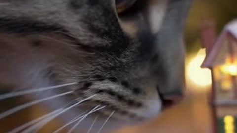 🐱🏠🎄 My Cat Found a Tiny Christmas House… And Had to Inspect Every Inch 😂✨