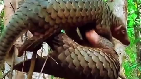 Beautiful Pangolin Animal