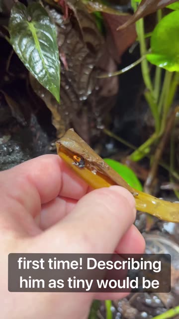 Baby Poison Dart Frog