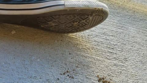 Converse pest control