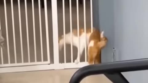 Sell crros the 😺 cat fanny video