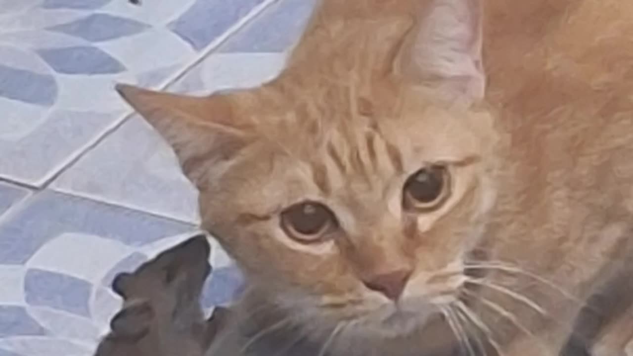 Funny cat video 2025