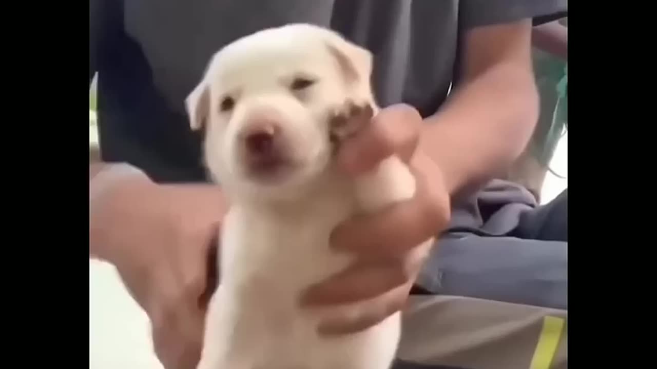 Dogs cute dance