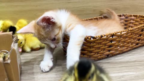 Cats Playing With Baby Duck