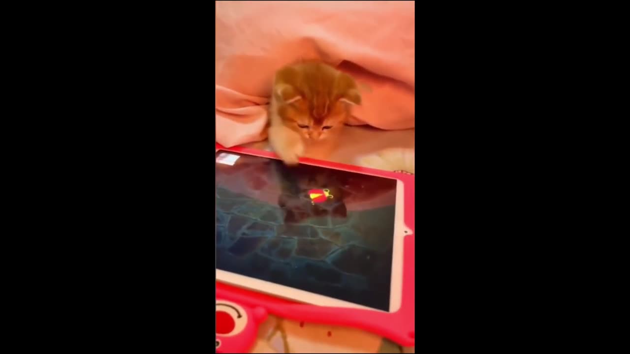 Funny animals - Funny cats / dogs - Funny animal videos 2023 - Part 6/Haypyy Pett