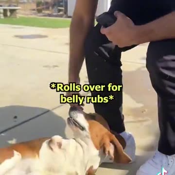 Doggie's Best Day Ever: TRex