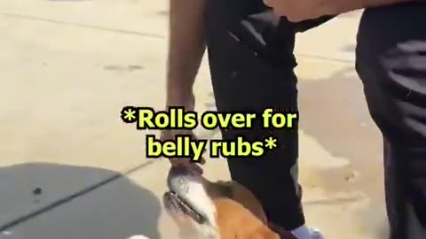 Doggie's Best Day Ever: TRex