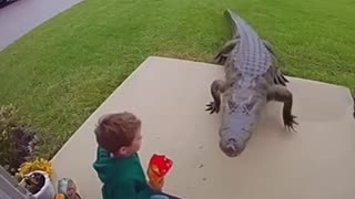 Kid Vs alligator