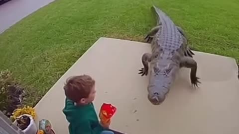 Kid Vs alligator