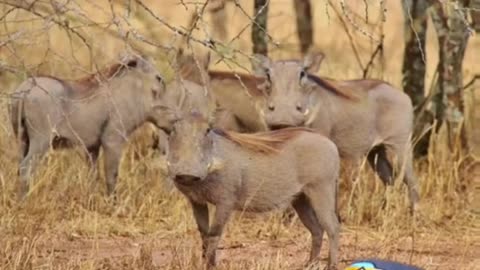 Warthogs in Texas