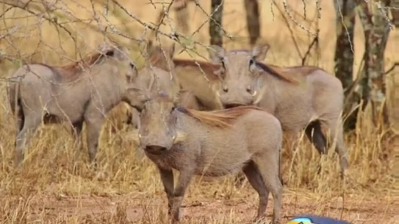 Warthogs in Texas