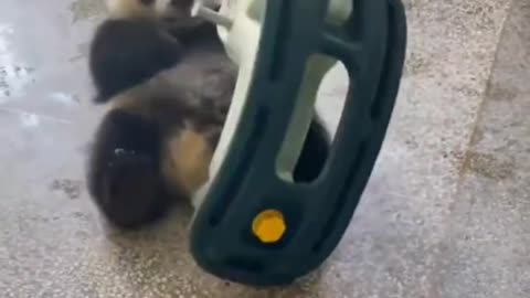 🤣 Pandas are funny