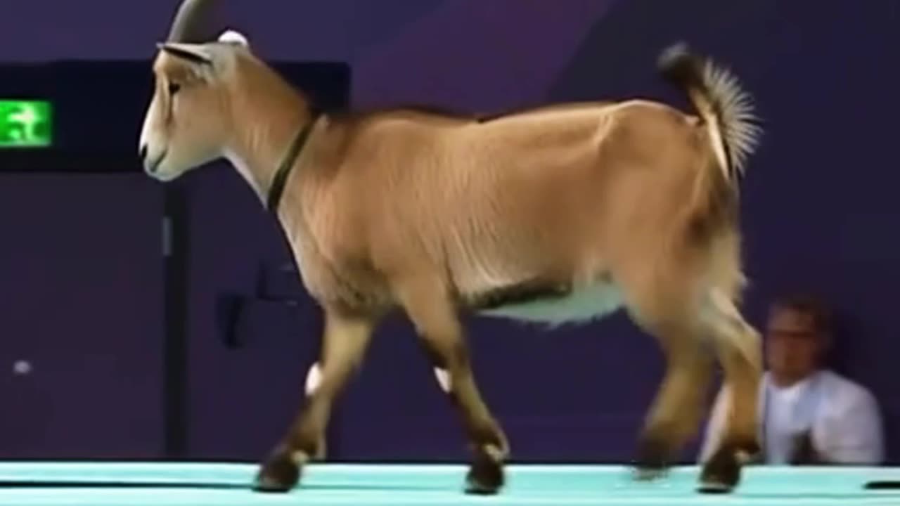 Goats diving (insane)