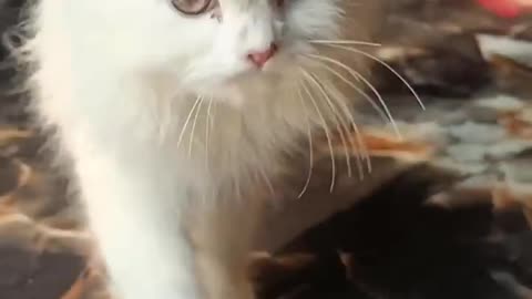 billi ki video😺- little mao - billi wala video - ai cat video - cat wala video- #catvideo #billi