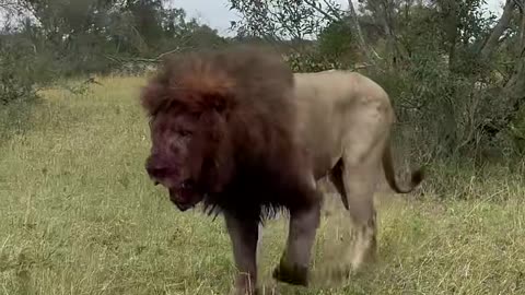 Shocking Lion After Intense Battle