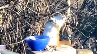 Drunk Squirrel