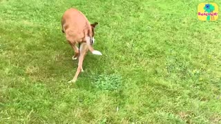 Trending: Mom Won’t Stop Until Her Pet Puppy Runs Again | Dodo Kids | Rescued!