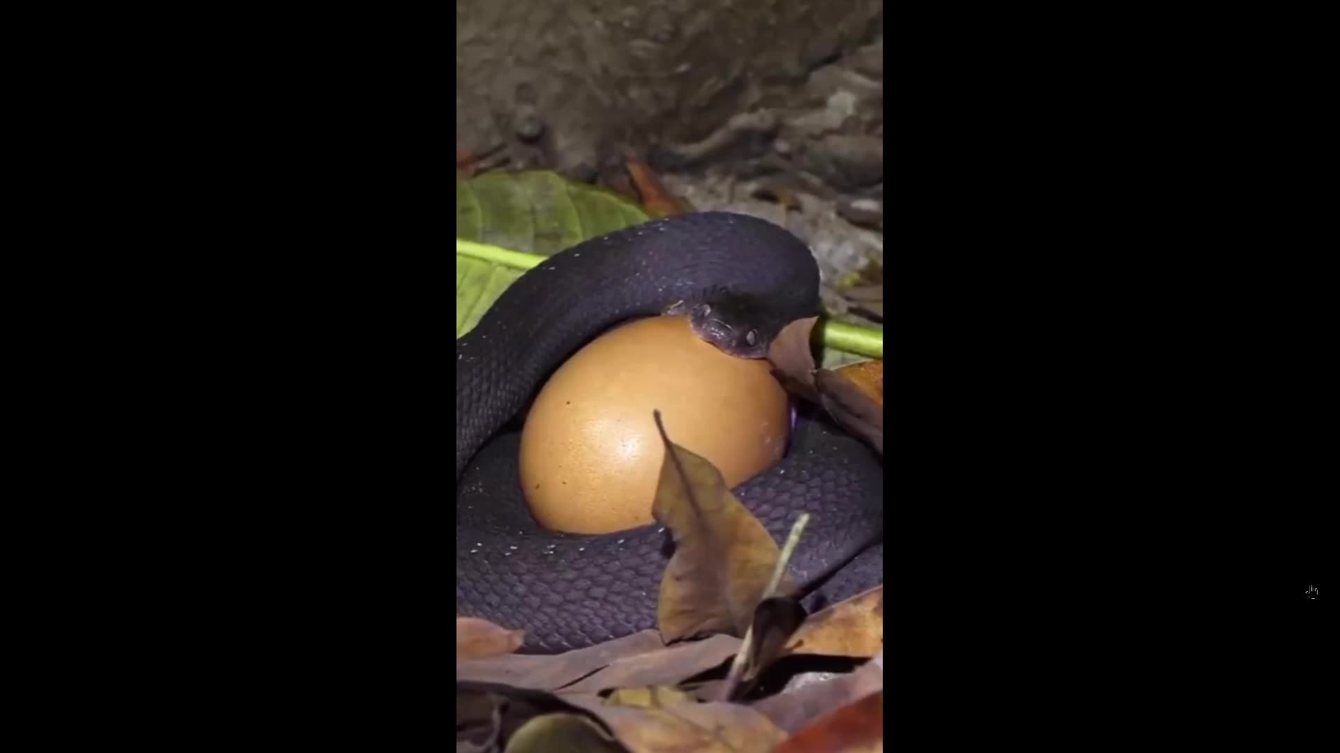 The snake swallows an egg - far larger than its head