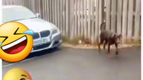 Animal Tiktok: Viral for Today: Firulai Marks His Territory