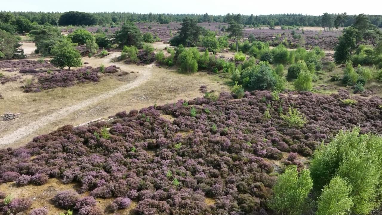 Bilberry - A Superberry for You and Your Horse