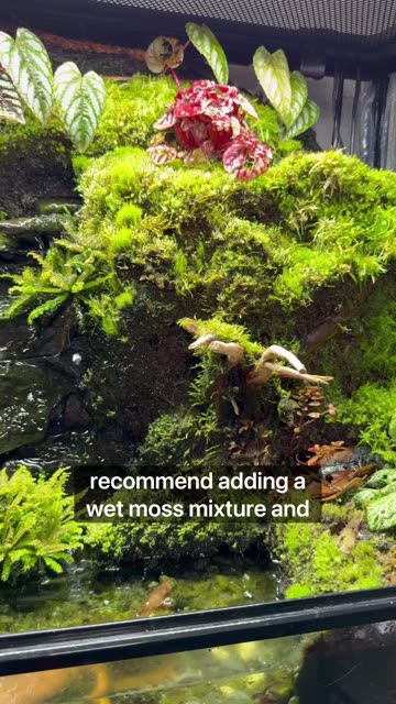 Terrarium Backgrounds