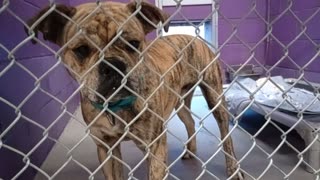 Bouncy Bugs 7mos. Pet Id 949846 kennel 8 HSSAZ shelter yeah he is quite anxious 4 goodies2025110744