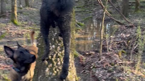 Belgian Malinois dog climbs tree then leaps from the top