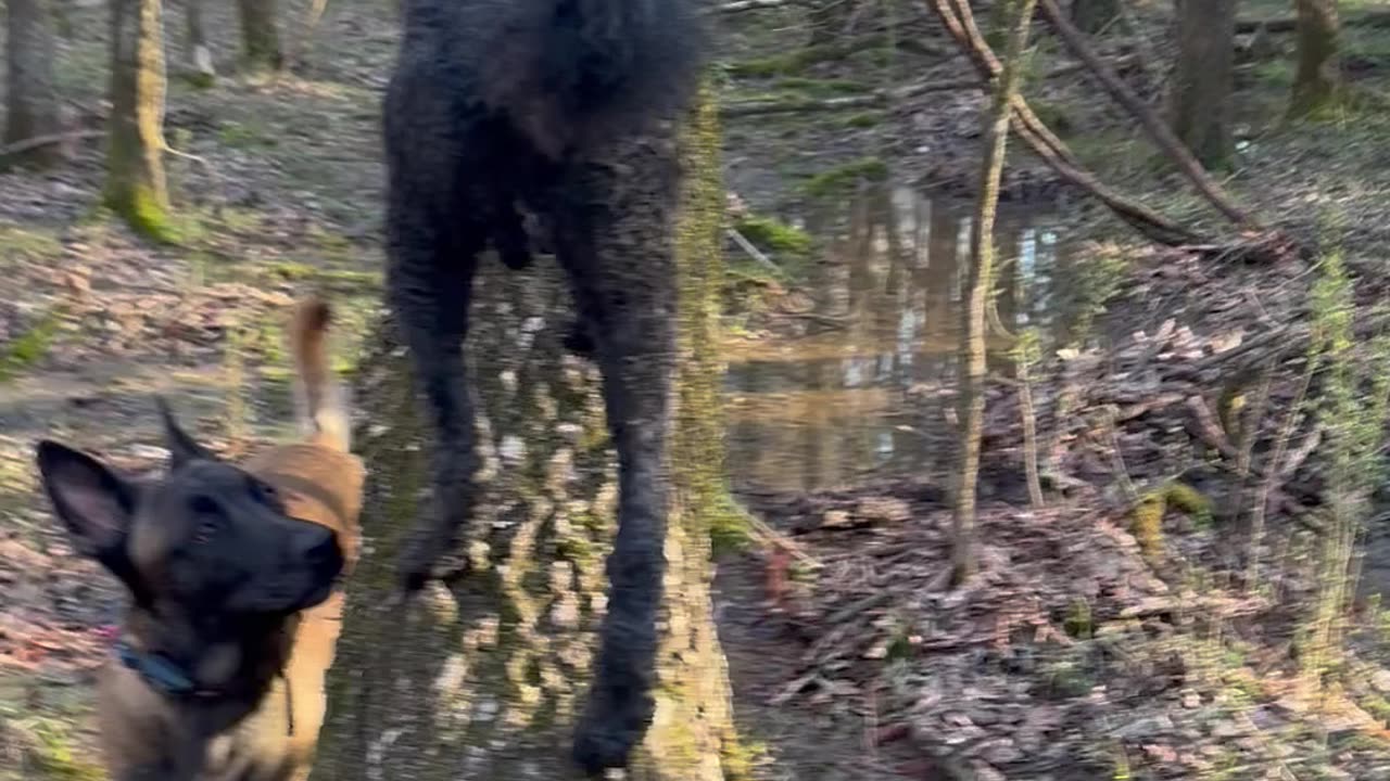 Belgian Malinois dog climbs tree then leaps from the top