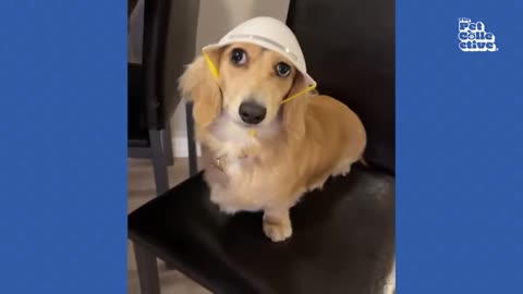 funniest-viral-dogs-ever