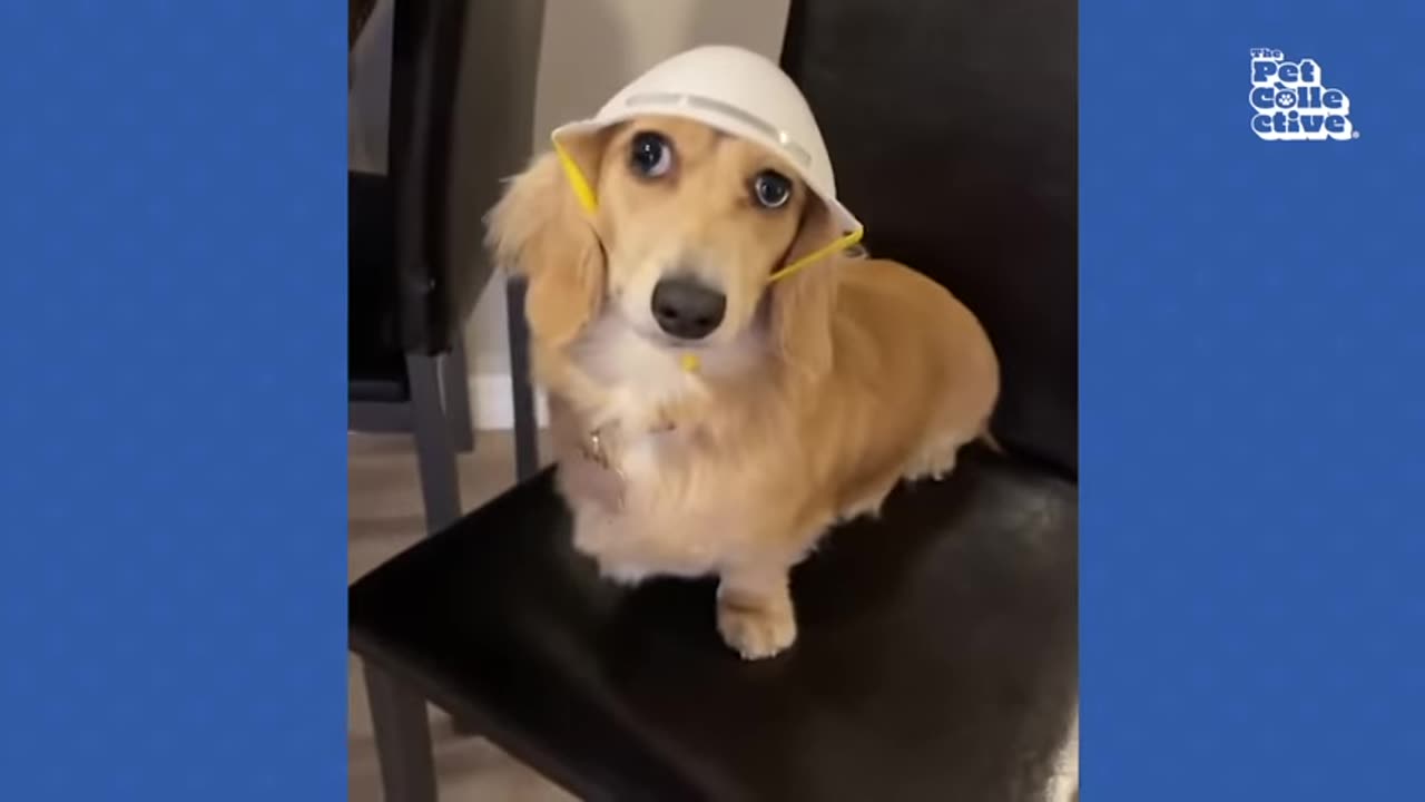 funniest-viral-dogs-ever