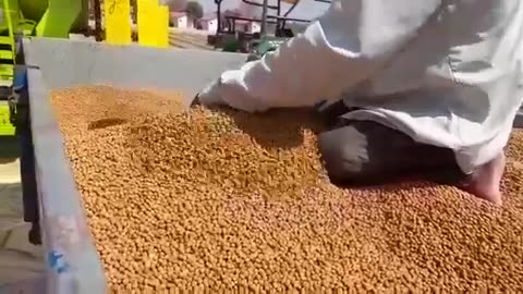 NVT MULTICROP THRESHER WORKING