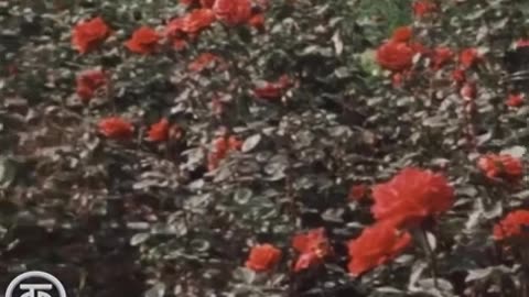 Nuestro jardín. Para el día de la rosa