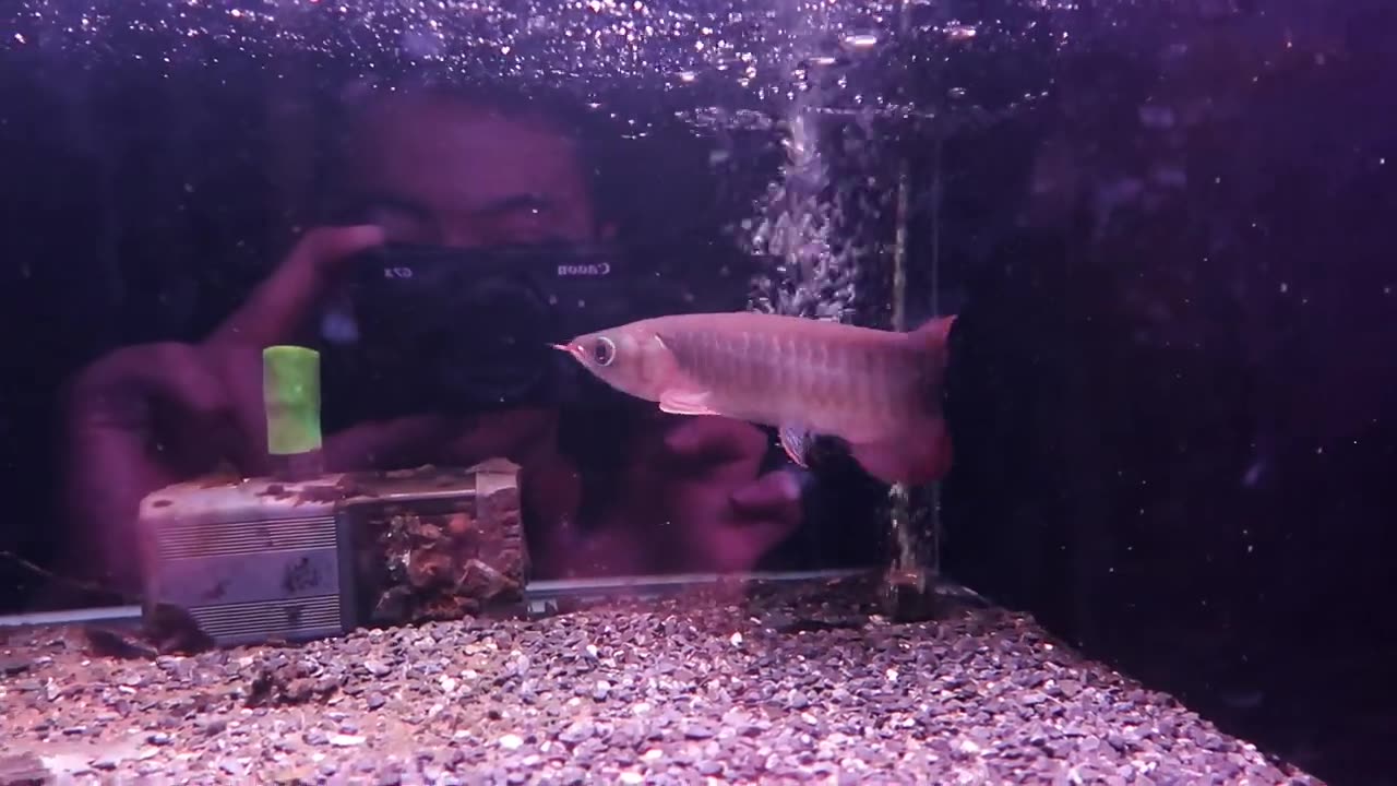 【龍爵士】翡翠炎龍 23公分 (1)