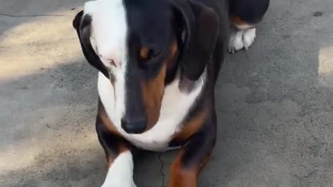 Vicco the Dachshund With Heterochromia