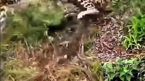 FURIOUS FIGHT BETWEEN TWO LEOPARDS