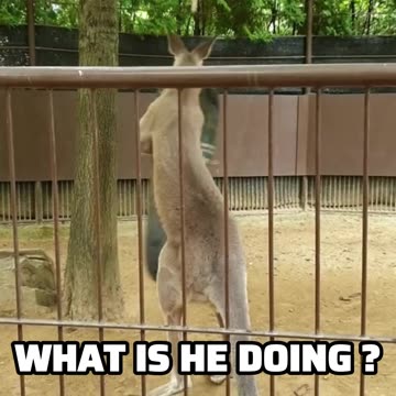 Kangaroo diaries in Australia 🇦🇺