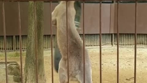 Kangaroo diaries in Australia 🇦🇺 