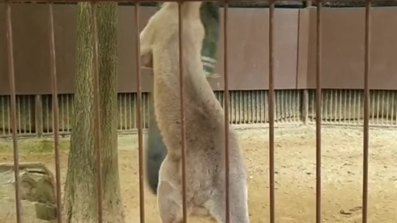 Kangaroo diaries in Australia 🇦🇺