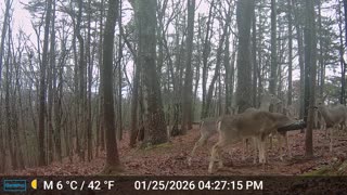 The Woods – 01/26/2026