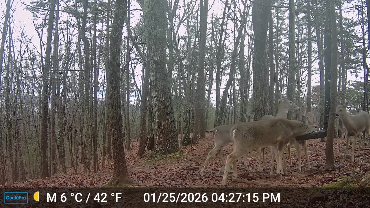 The Woods – 01/26/2026