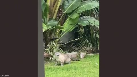 Best of Funny Animals 2025