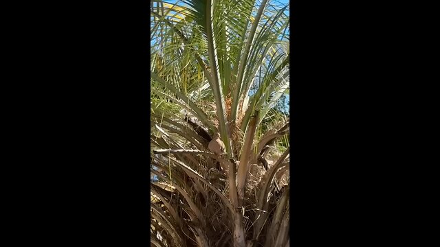 Doves 🕊️ in my tree 🌴