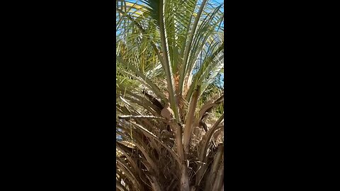 Doves 🕊️ in my tree 🌴